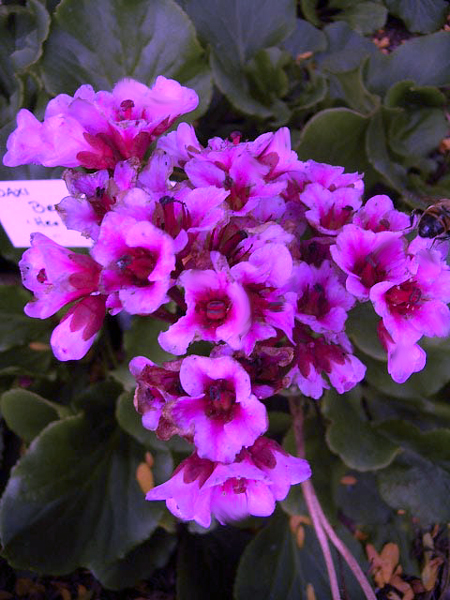 bergenia_herbstbluete.jpg