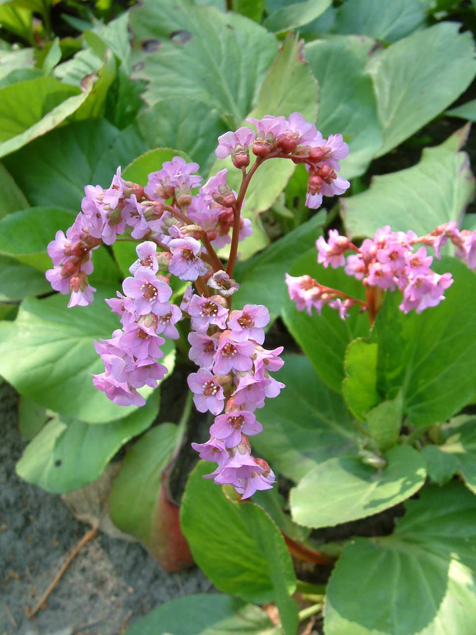 Bergenia_sercolistna_Bergenia_cordifolia_RB.JPG