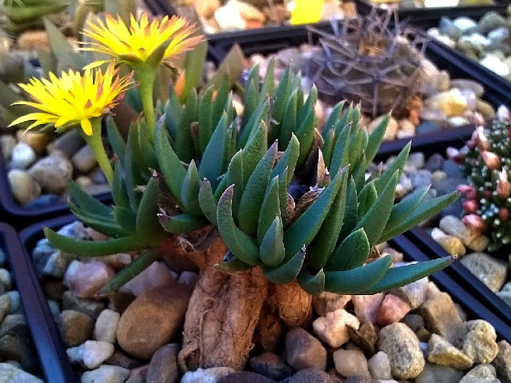 Bergeranthus%2Bvespertinus2.jpg