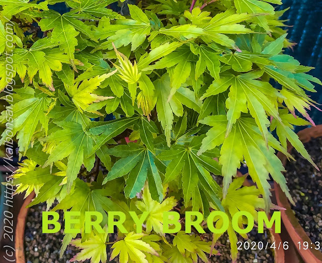 BERRY%2BBROOM.jpg