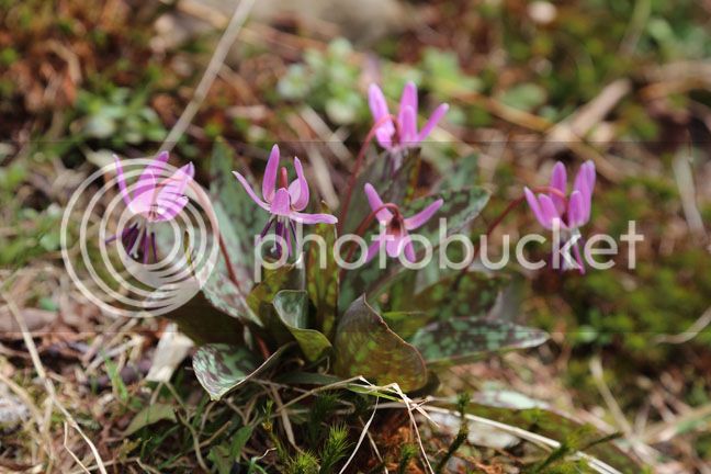 Bersimis2015_0009_zpsyvgjs0hk.jpg