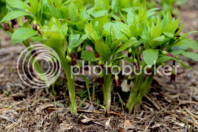 Bersimis2015_0018_zpslta1yawj.jpg