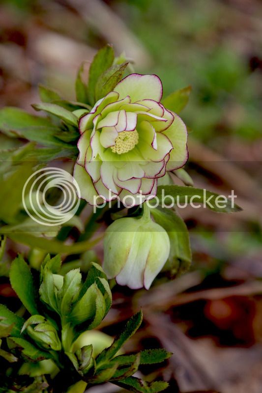Bersimis2015_0020_zpsr75ifpwq.jpg