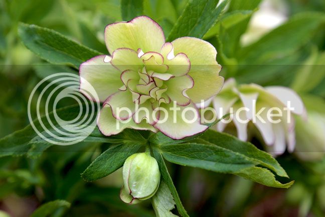 Bersimis2015_0034_zps3d1cneit.jpg