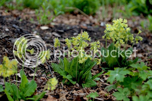 Bersimis2015_0038_zpsqi6ukxvu.jpg