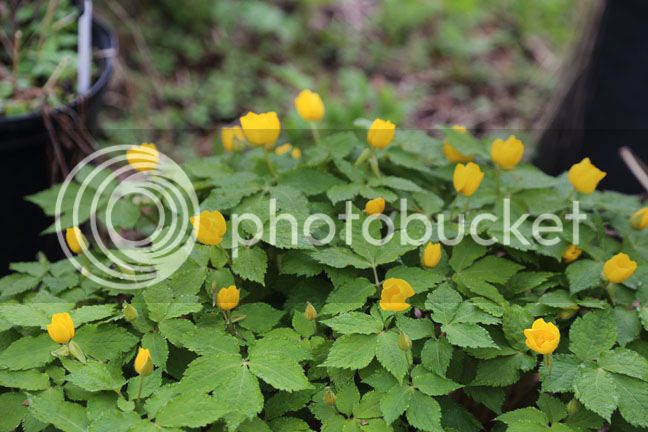 Bersimis2015_0040_zpsy8sgm60x.jpg