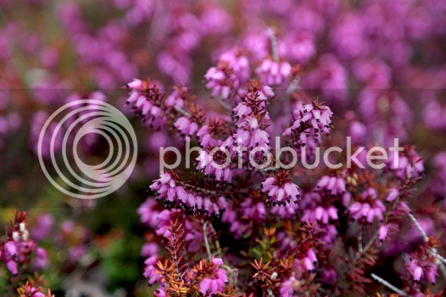 Bersimis2015_0046_zps8nd5z5ph.jpg