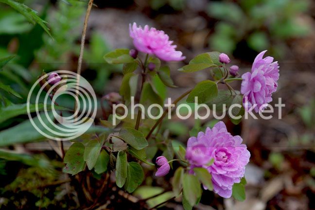 Bersimis2015_0051_zpsbnmmlvcj.jpg