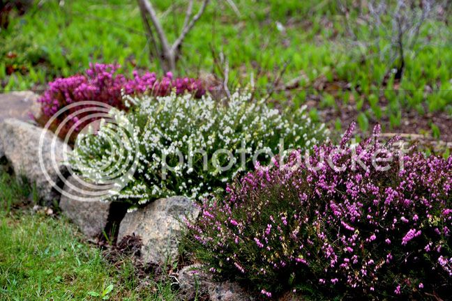 Bersimis2015_0054_zpsegsgmcig.jpg