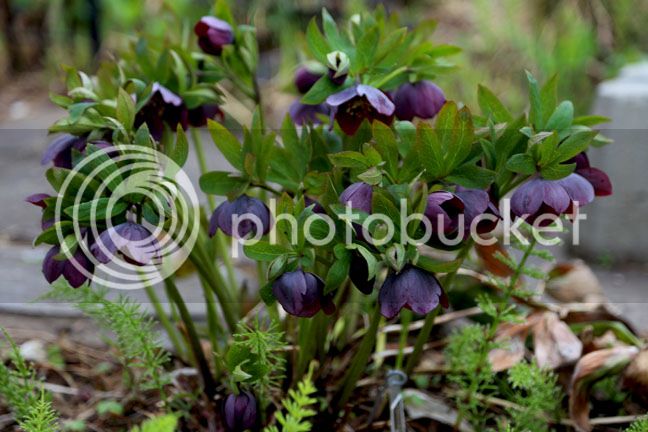 Bersimis2015_0057_zps9njceuqh.jpg