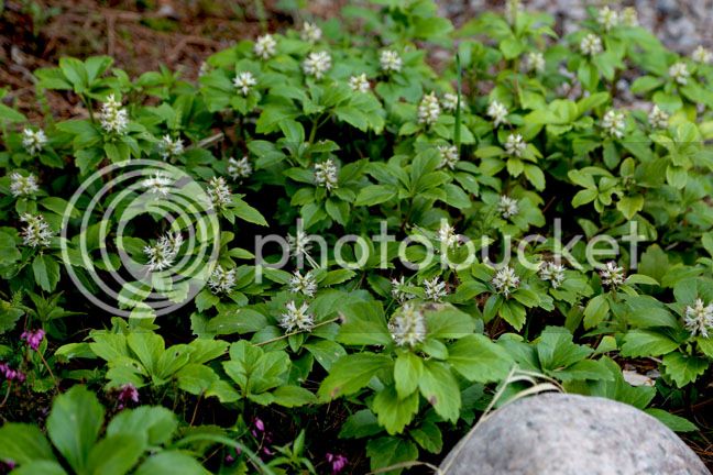 Bersimis2015_0063_zpsvyeqccmf.jpg