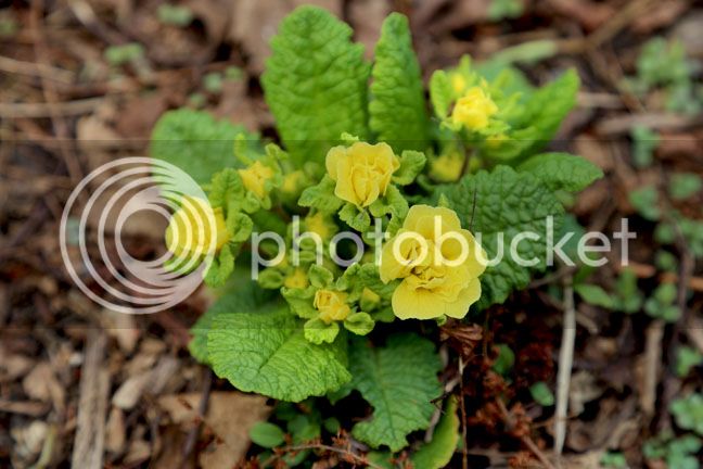 Bersimis2015_0067_zpse1jadoqj.jpg