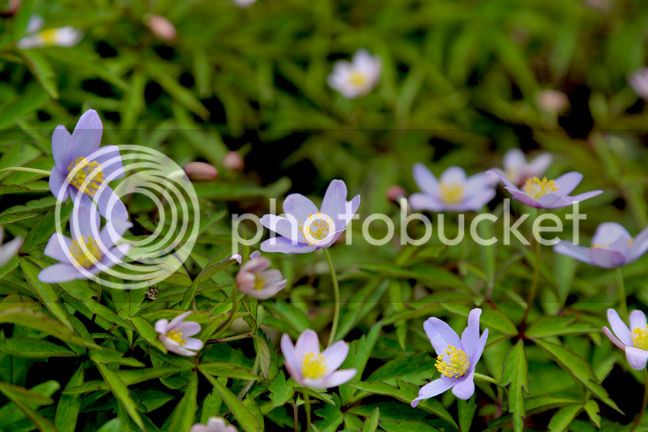 Bersimis2015_0074_zpsyxxtsgwq.jpg