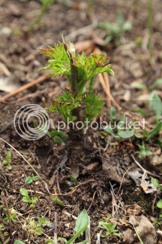 Bersimis2015_0079_zpsa1x8tjlh.jpg