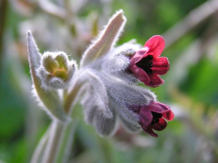 besneula%20fulla%20blanca%2001.jpg