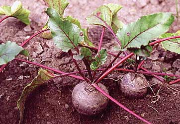 beta-vulgaris-conditiva-rem.jpg