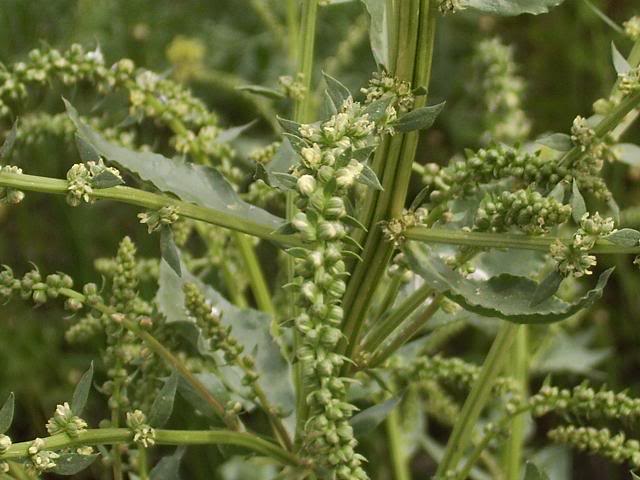 Betavulgaris.jpg