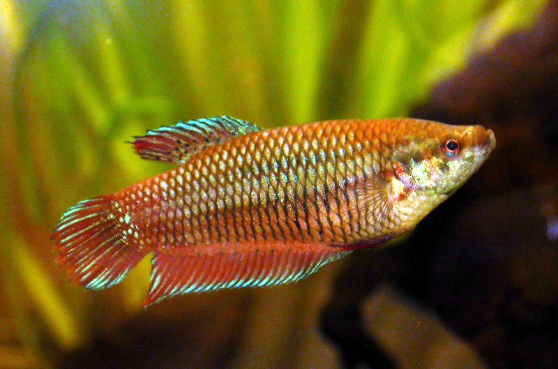 betta%20splendens%20female.JPG