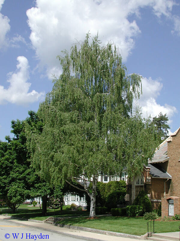 betula_pendula_'laciniata'_W-MA_01s.JPG