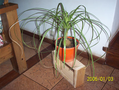 Beucarnea-web.jpg