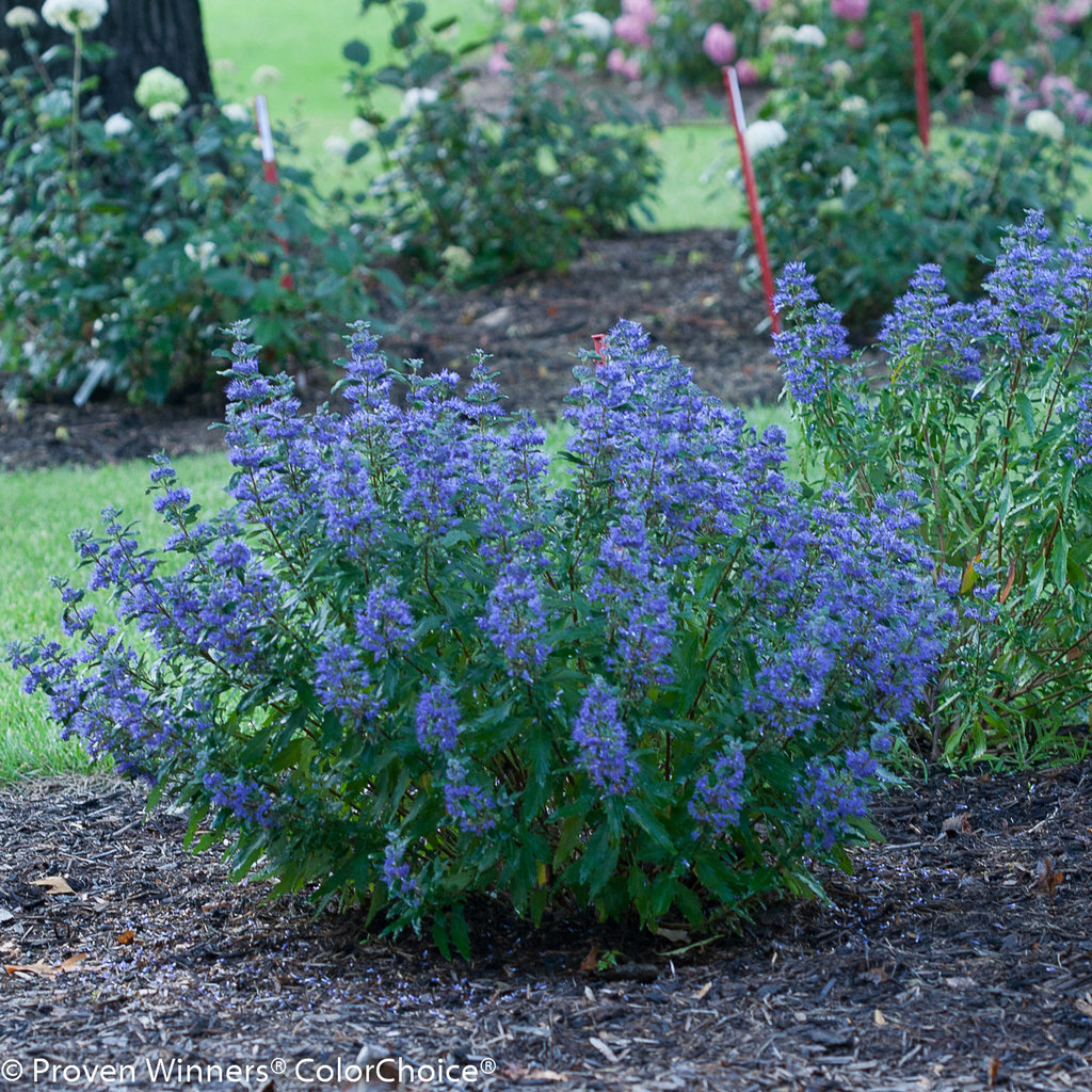 beyond_midnight_caryopteris-9.jpg