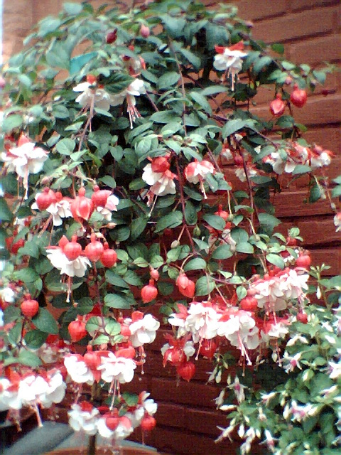 bfi1184244564i.jpg
