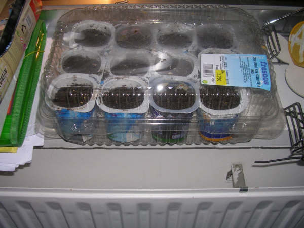 bfi1190996251l.jpg