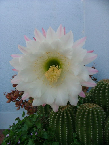bfi1209490635j.jpg