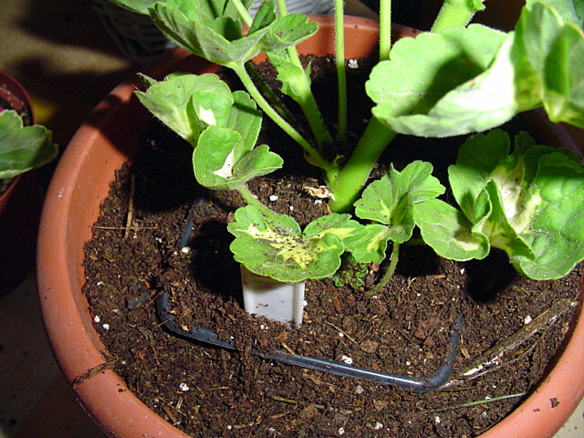 bfi1209684876d.JPG