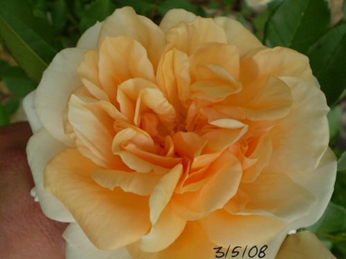 bfi1209850575q.jpg
