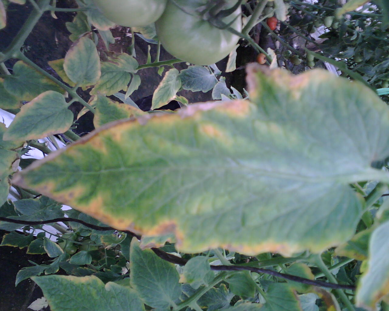 bfi1210087714j.jpg