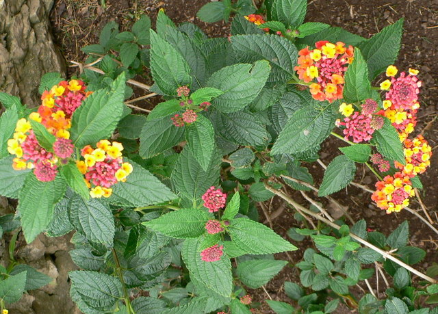 bfi1210776577w.JPG