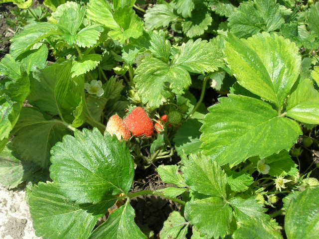 bfi1211306497i.JPG