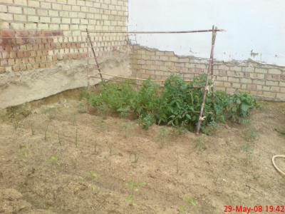 bfi1212088834h.JPG