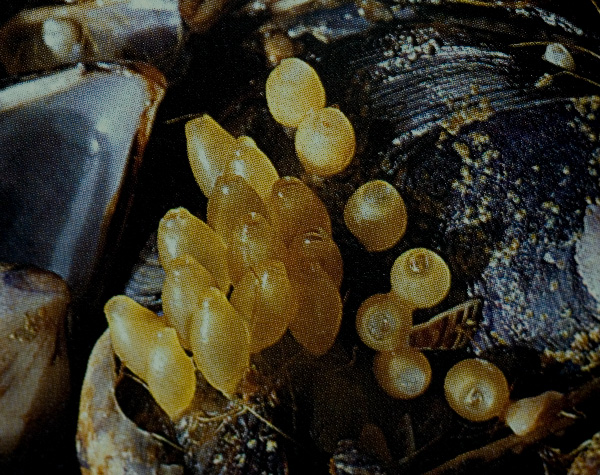 bfi1212093830b.jpg