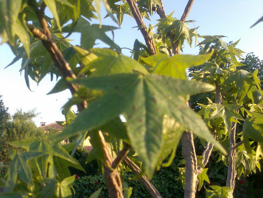 bfi1212142589b.jpg