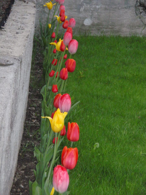bfi1212185031w.JPG