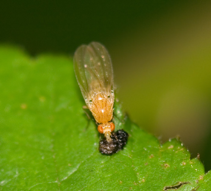 bfi1212265698g.jpg