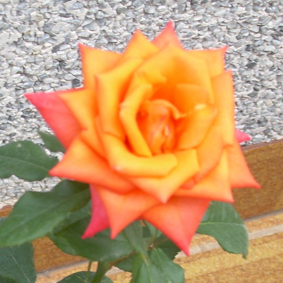 bfi1212281834a.jpg