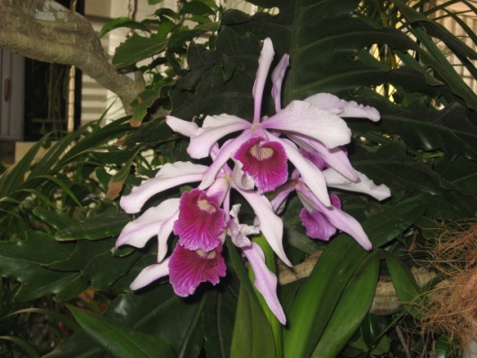 bfi1212285544l.JPG