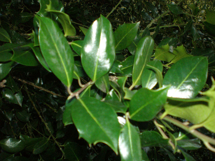 bfi1212335678u.jpg