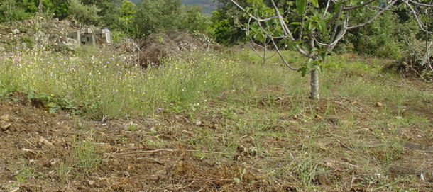 bfi1212340529x.JPG