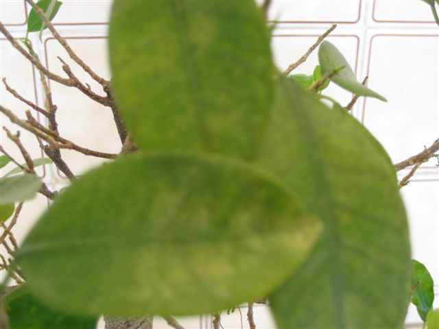 bfi1212411202c.jpg
