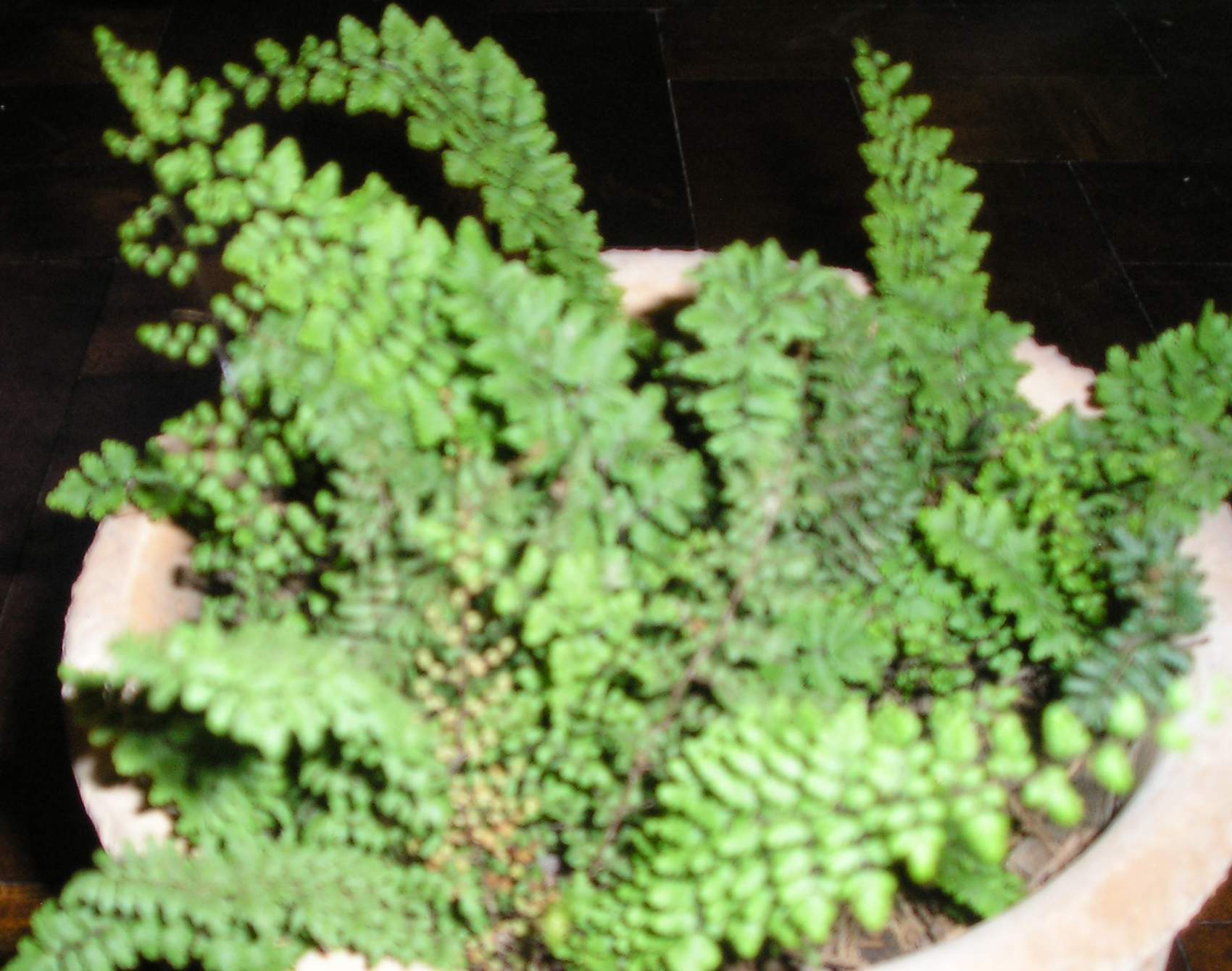 bfi1212463022w.JPG