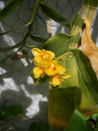 bfi1212496298c.jpg