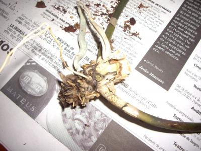 bfi1212502493l.JPG