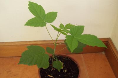 bfi1212599934d.JPG
