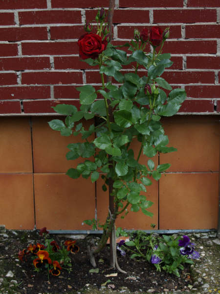 bfi1212679704e.JPG
