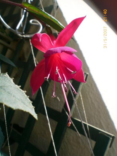 bfi1212695566m.jpg