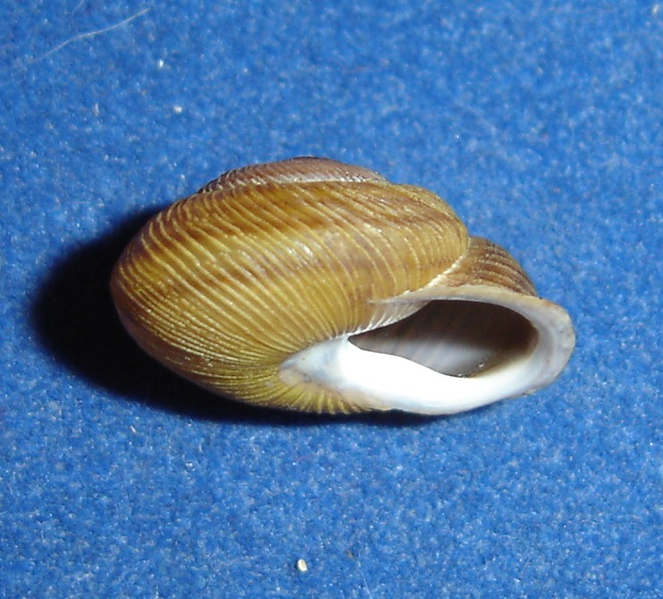 bfi1212747914d.JPG